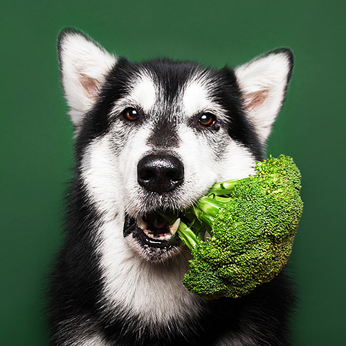 Hund mit Brokkoli im Maul